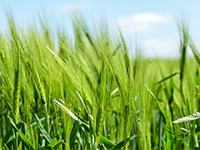 新江3000亩林地 — 其他林地出租